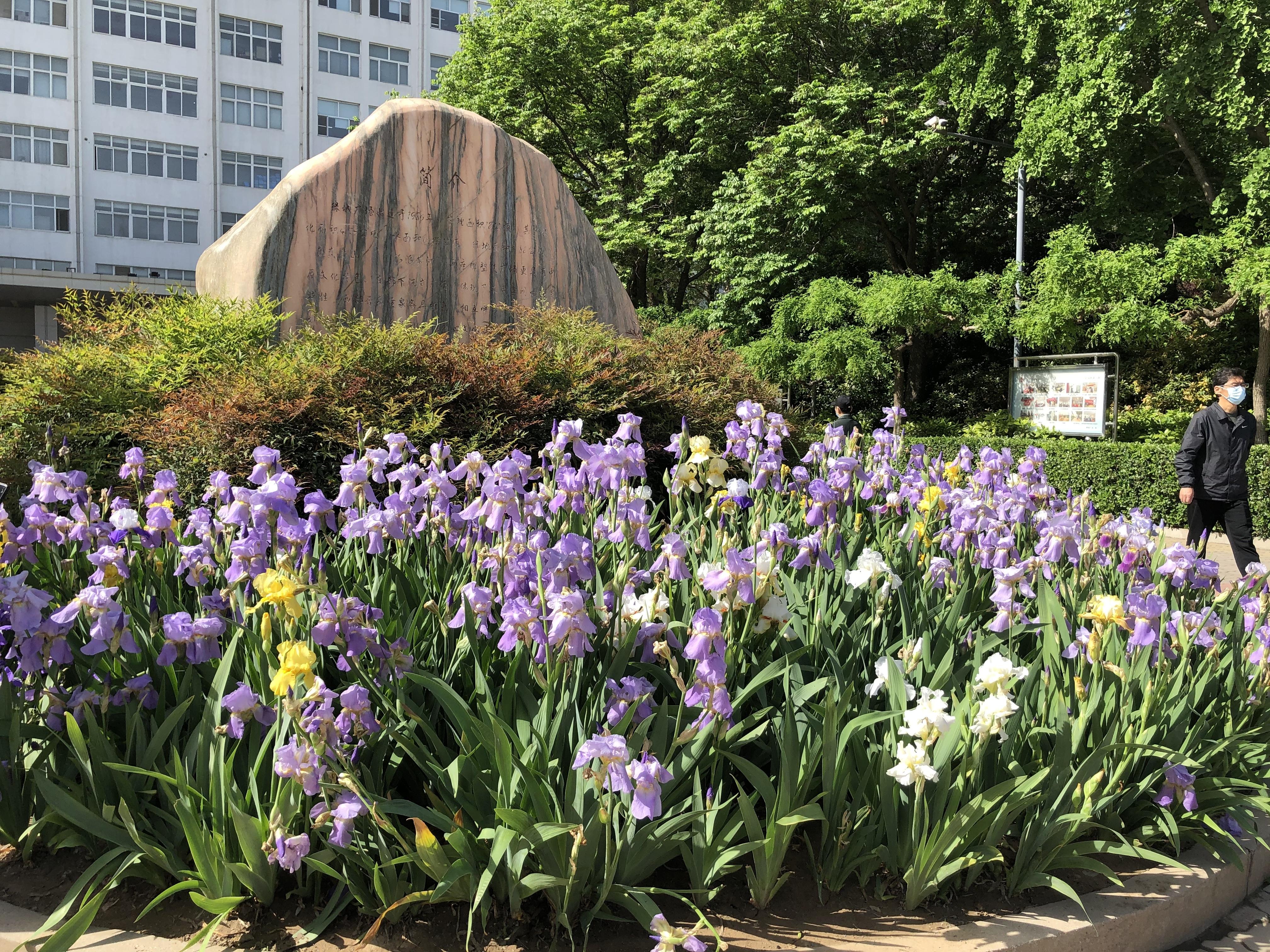 鄭州綠城廣場10萬株鳶尾在等你,綠城廣場第十六屆鳶尾花展今日開幕 10