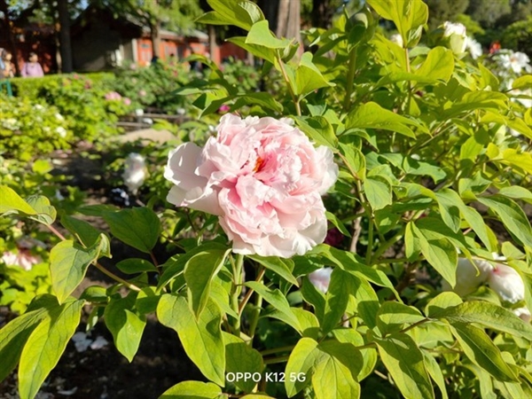 百瓦快充+5500mAh大電池同檔罕見！OPPO K12上手