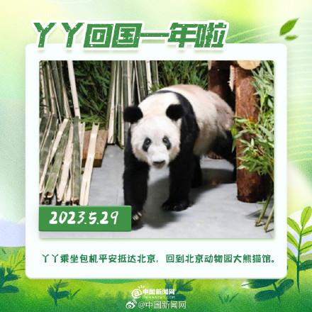 丫丫回國(guó)一年胖若兩熊 4