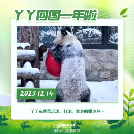 丫丫回國(guó)一年胖若兩熊 14