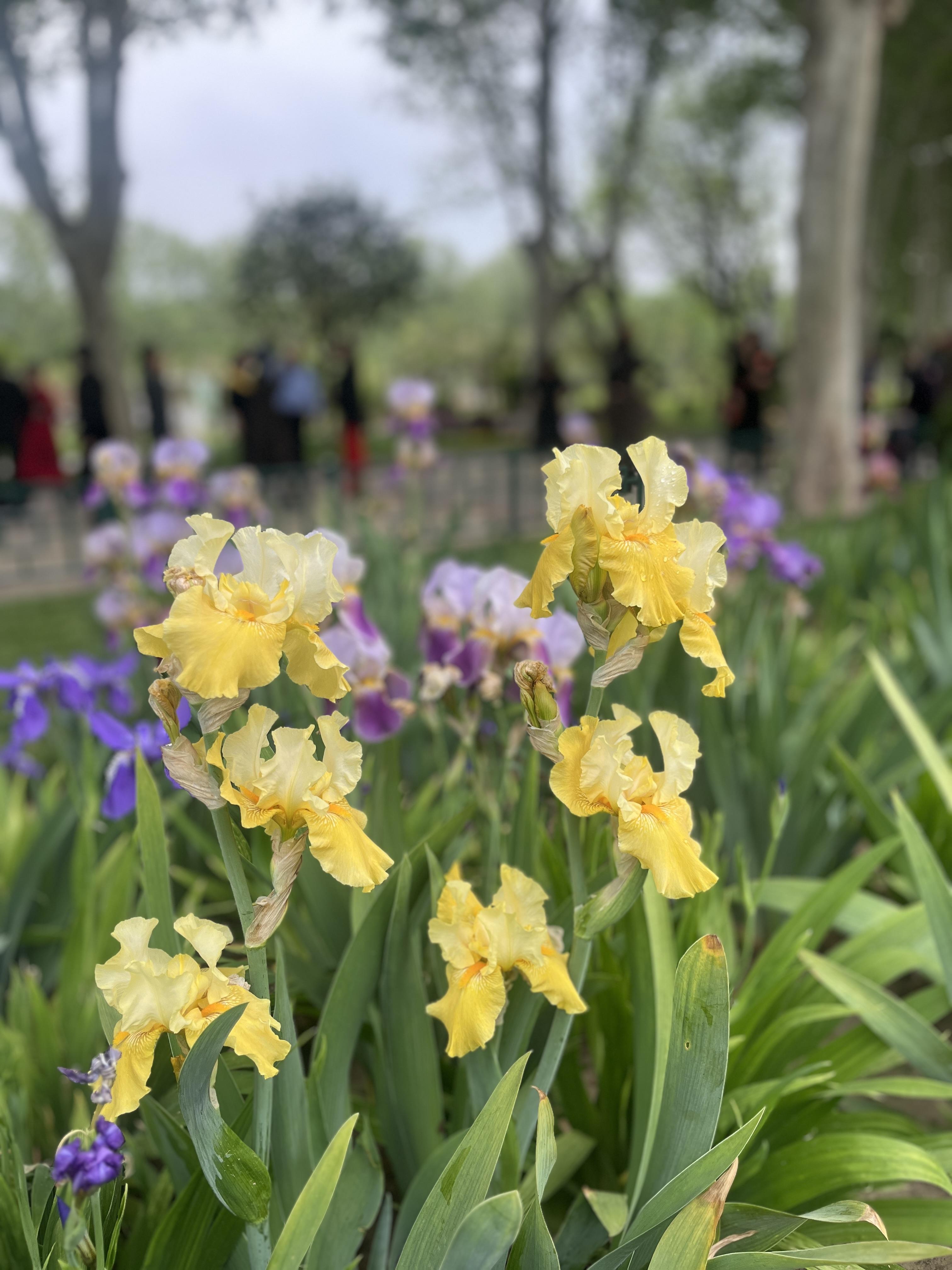鄭州綠城廣場10萬株鳶尾在等你,綠城廣場第十六屆鳶尾花展今日開幕 6