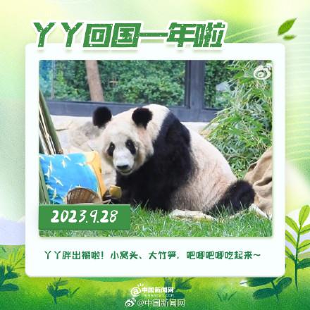 丫丫回國(guó)一年胖若兩熊 10