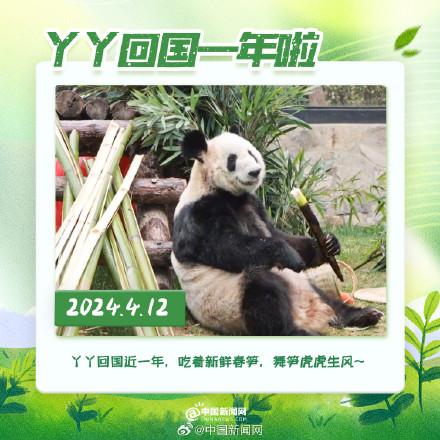 丫丫回國(guó)一年胖若兩熊 22