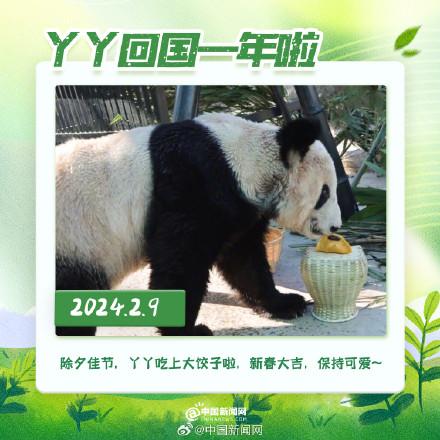 丫丫回國(guó)一年胖若兩熊 18