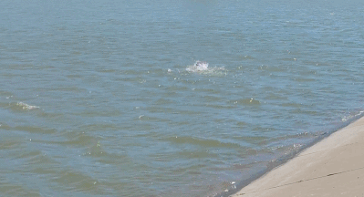 我們找到了冬泳怪鴿 發(fā)現(xiàn)他不是圣人