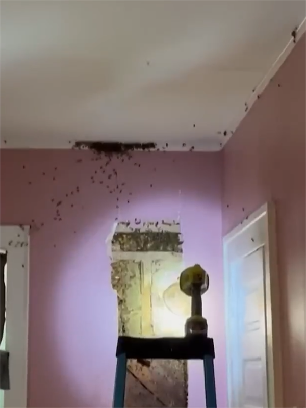 三歲女孩總說(shuō)墻里有鬼：專業(yè)人士來(lái)了也被嚇一跳！