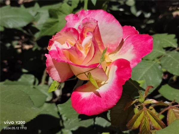 vivo Y200上手：6000mAh大電池帶來(lái)好的續(xù)航安全感