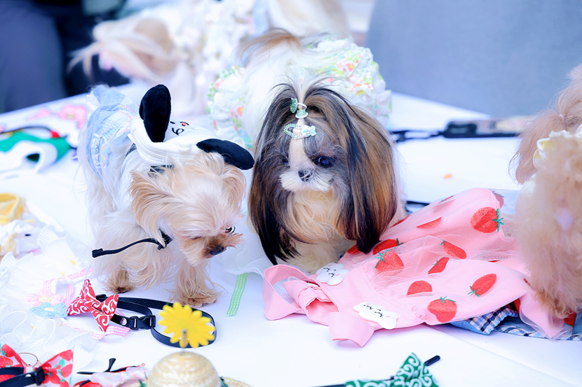 萌寵云集！五月的玉林東路可愛值“爆表”！