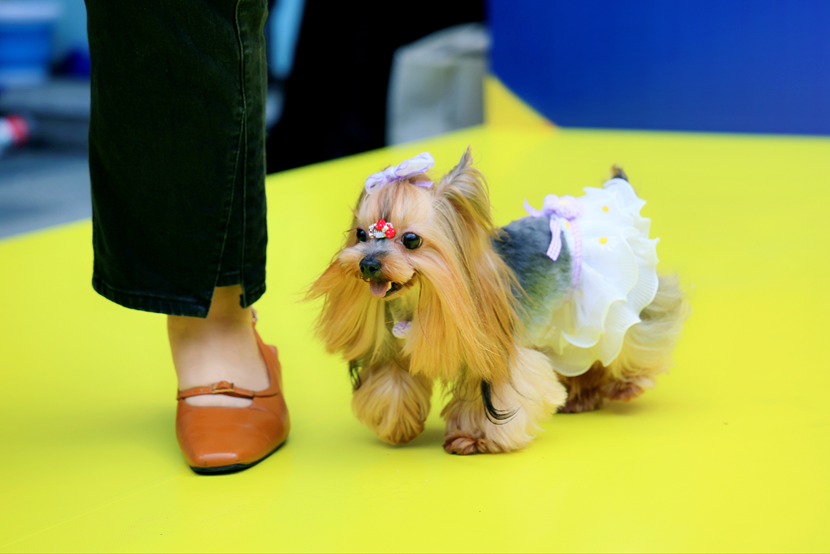 萌寵云集！五月的玉林東路可愛值“爆表”！