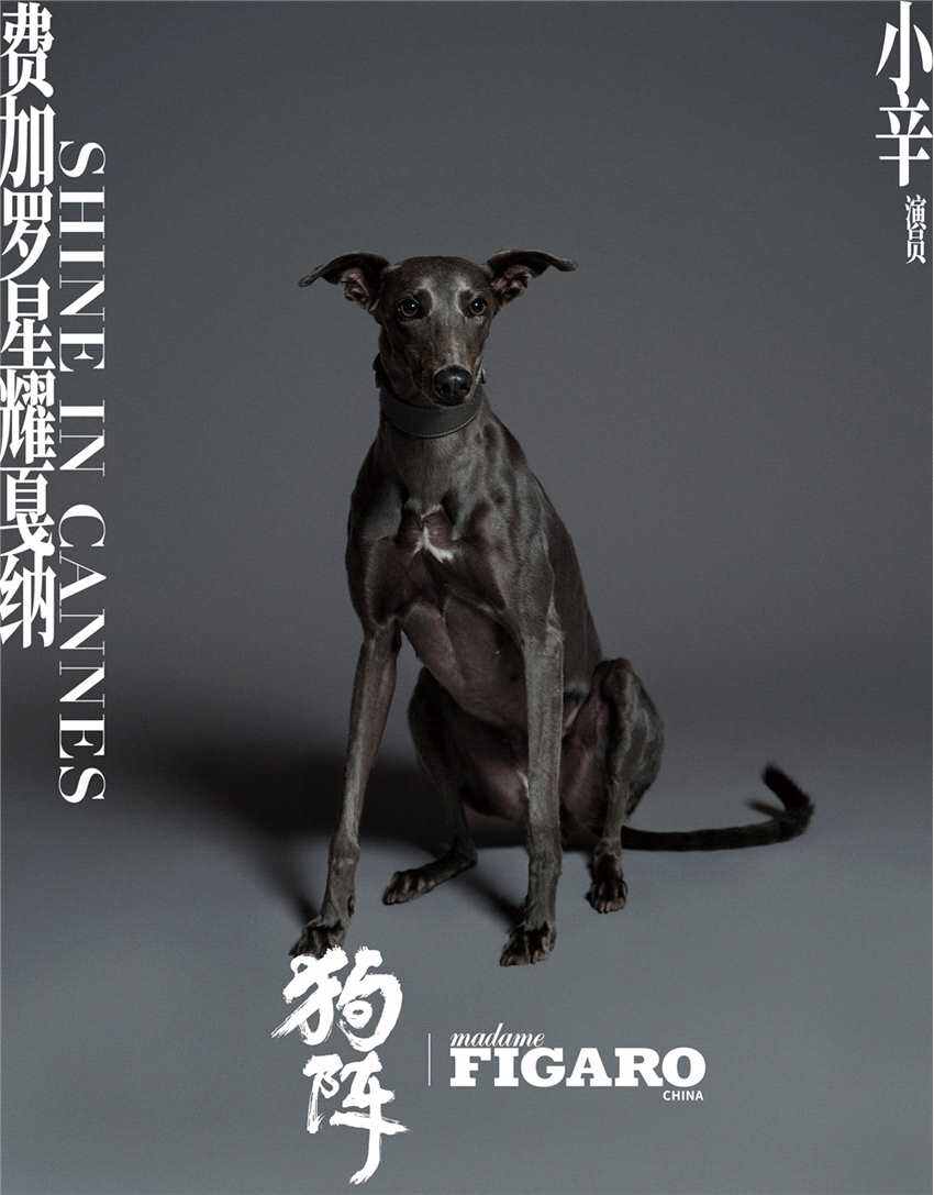 彭于晏愛犬入圍“狗狗金棕櫚” 前任獲獎?wù)呤敲肺?/><span style=