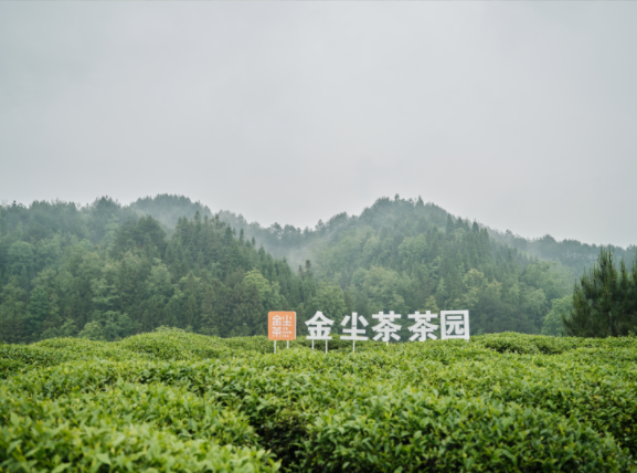 貴山貴水出好茶丨楊洋王俊凱先后溯源金塵茶貴州萬畝茶園