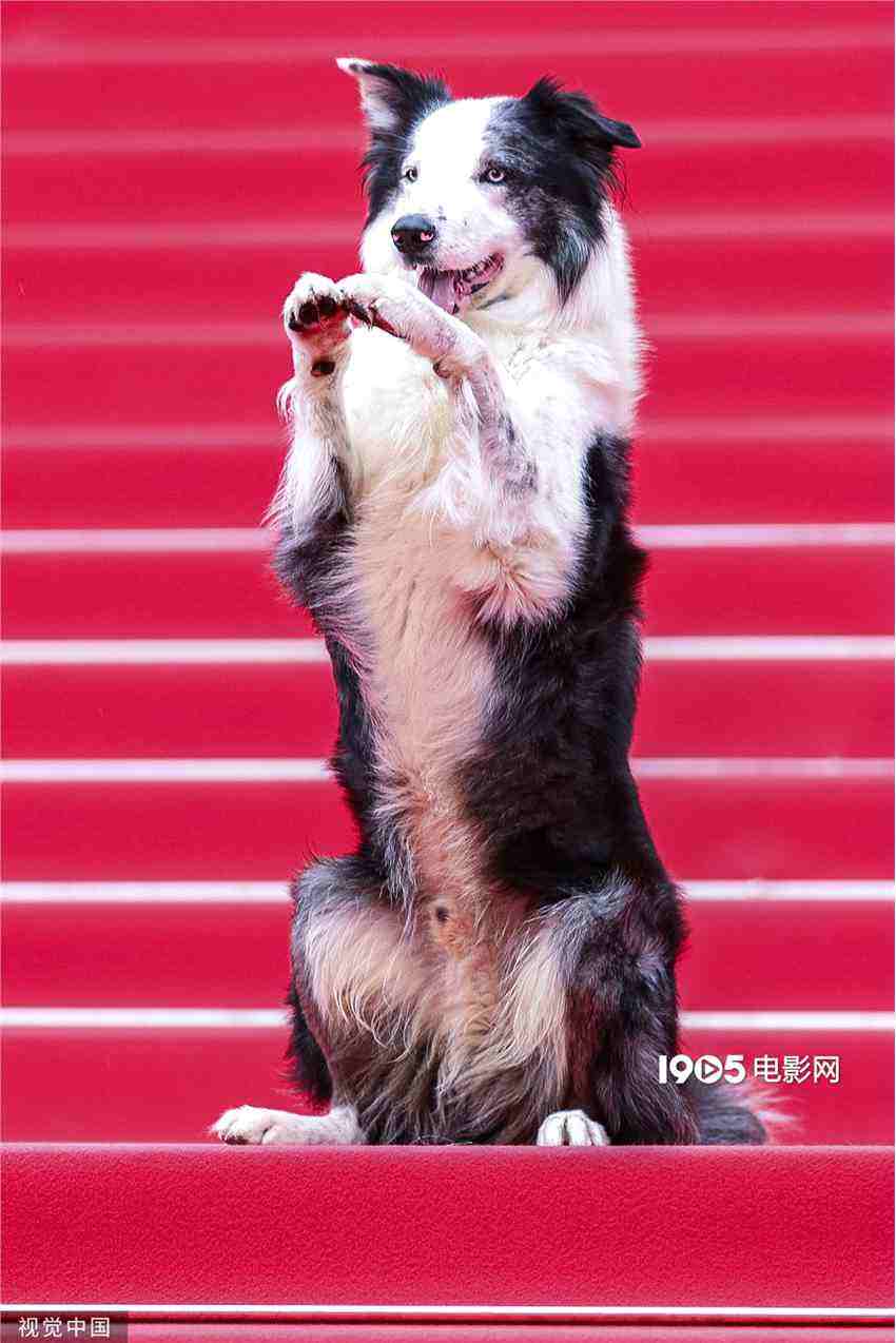 彭于晏愛犬入圍“狗狗金棕櫚” 前任獲獎?wù)呤敲肺?/><span style=