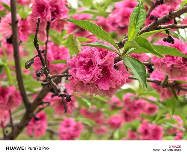 用了一個月華為Pura 70 Pro：我決定推薦下這個大杯 超值