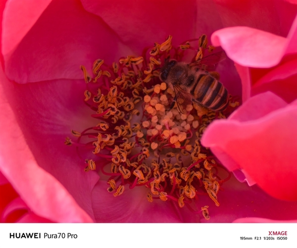 用了一個月華為Pura 70 Pro：我決定推薦下這個大杯 超值