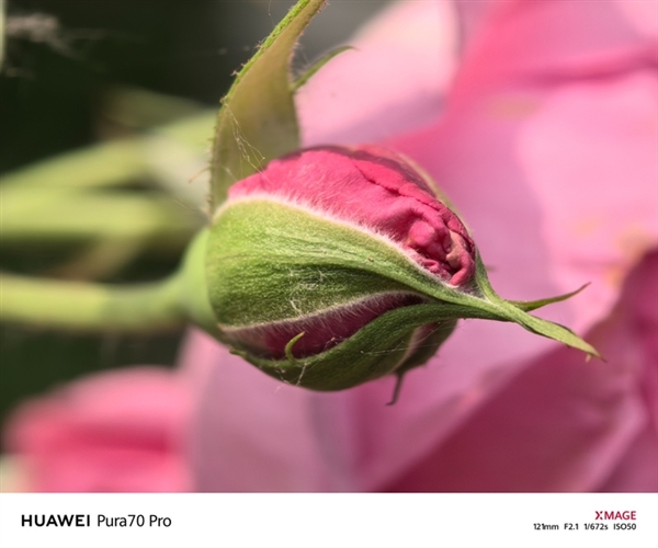 用了一個月華為Pura 70 Pro：我決定推薦下這個大杯 超值