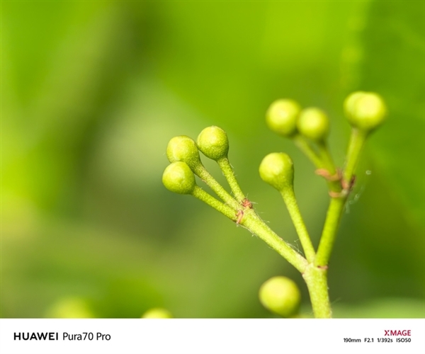 用了一個月華為Pura 70 Pro：我決定推薦下這個大杯 超值