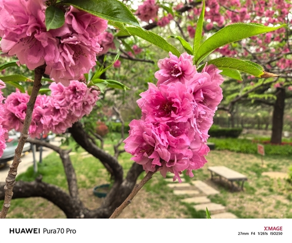 用了一個月華為Pura 70 Pro：我決定推薦下這個大杯 超值