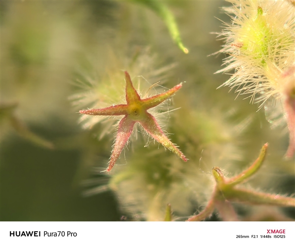 用了一個月華為Pura 70 Pro：我決定推薦下這個大杯 超值