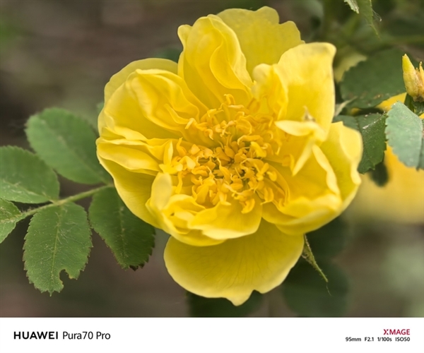 用了一個月華為Pura 70 Pro：我決定推薦下這個大杯 超值