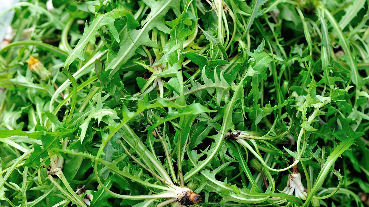 寶寶咳嗽流鼻涕吃肺力咳