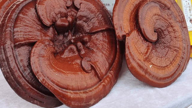 2024阜平紅色超級馬拉松鳴槍開跑