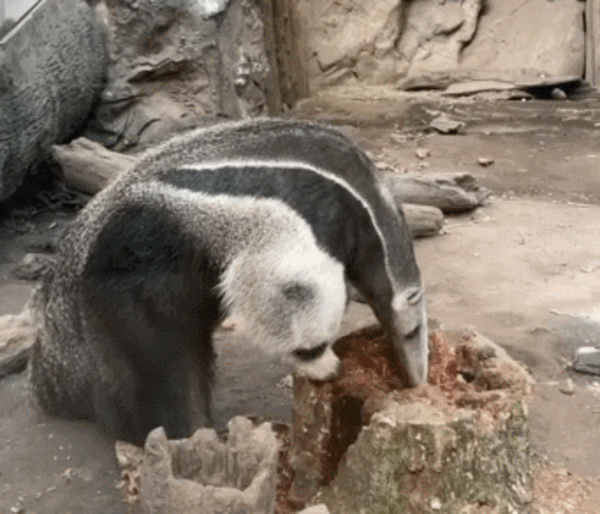 為了保命：這種奇怪的動物進(jìn)化出了“分身”！