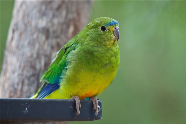 小鸚鵡高唱《我是一只小小鳥(niǎo)》：形象地唱出自己的無(wú)奈