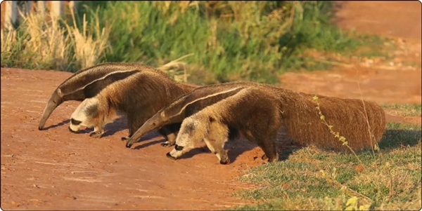 為了保命：這種奇怪的動物進(jìn)化出了“分身”！