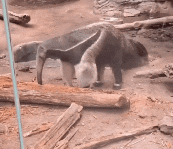 為了保命：這種奇怪的動物進(jìn)化出了“分身”！