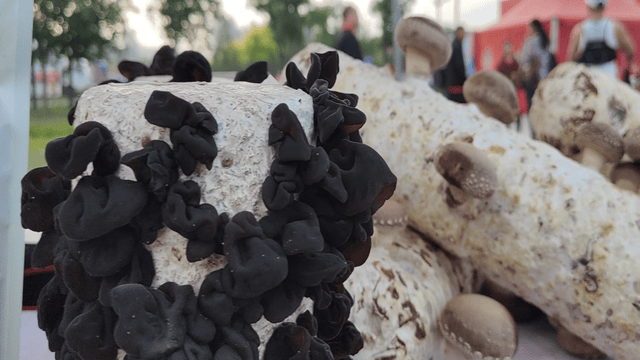 2024阜平紅色超級馬拉松鳴槍開跑