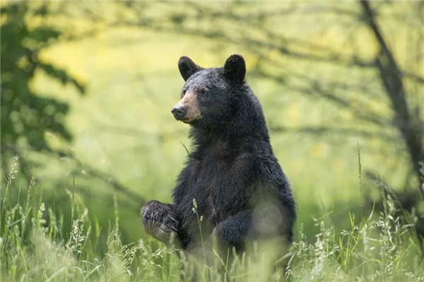 吃了未熟透的熊肉：美國(guó)一家6口全部感染致命旋毛蟲(chóng)病
