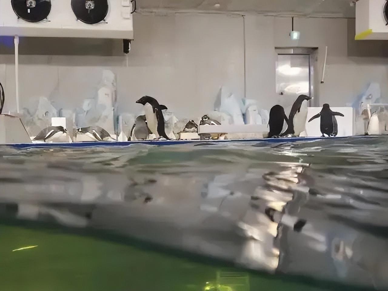 網(wǎng)紅餐廳老板突然跑路，員工急了：申請(qǐng)執(zhí)行6只企鵝 4