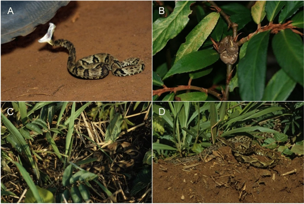 他踩了4萬次毒蛇 終于知道了蛇什么時候會咬人