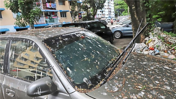 德國小鎮(zhèn)全員投票決定殺死700只鴿子：動物保護(hù)組織不干了