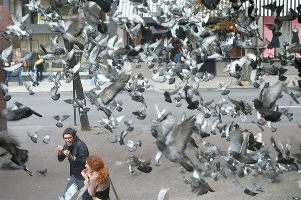 德國小鎮(zhèn)全員投票決定殺死700只鴿子：動物保護(hù)組織不干了