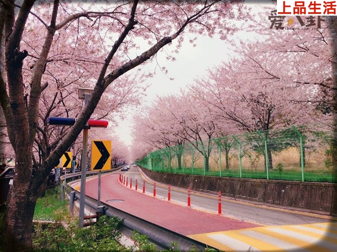 飯圈流行說(shuō)法走花路