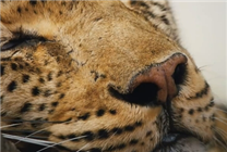 豆瓣9.7分紀(jì)錄片天花板！《地球脈動(dòng)》首部大電影國(guó)內(nèi)定檔7月27日：預(yù)告片發(fā)布