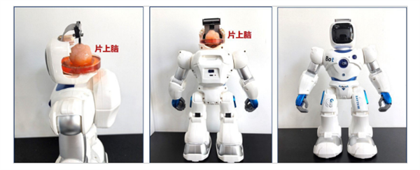 重磅研究！中國(guó)首創(chuàng)人腦驅(qū)動(dòng)機(jī)器人