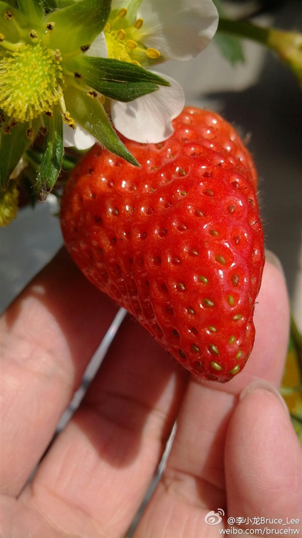 跨越12年的對(duì)比！李小龍曬華為P1、Pura 70 Ultra微距照片：變顯微鏡了