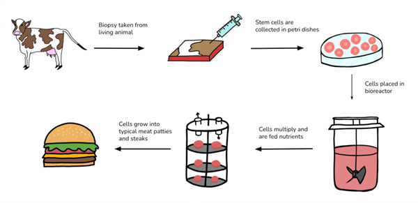 米肉合一！我國(guó)成功培育豬肉米和雞肉米 每顆米粒自帶肉香