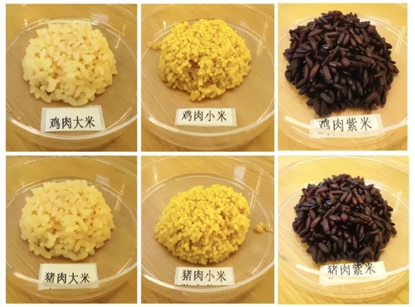米肉合一！我國(guó)成功培育豬肉米和雞肉米 每顆米粒自帶肉香