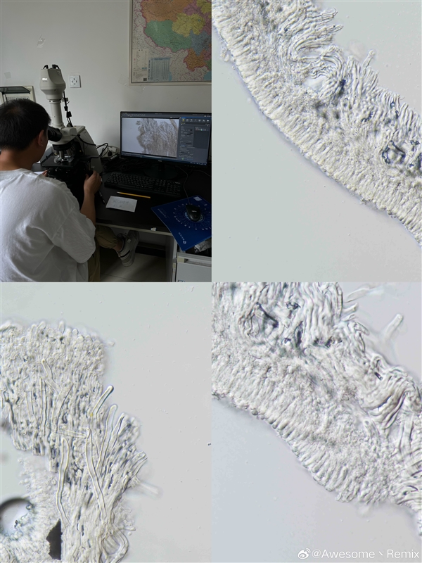 蘋果長出大蘑菇 中科院專家千里求購后匯報研究進展：白參在腐爛處生長
