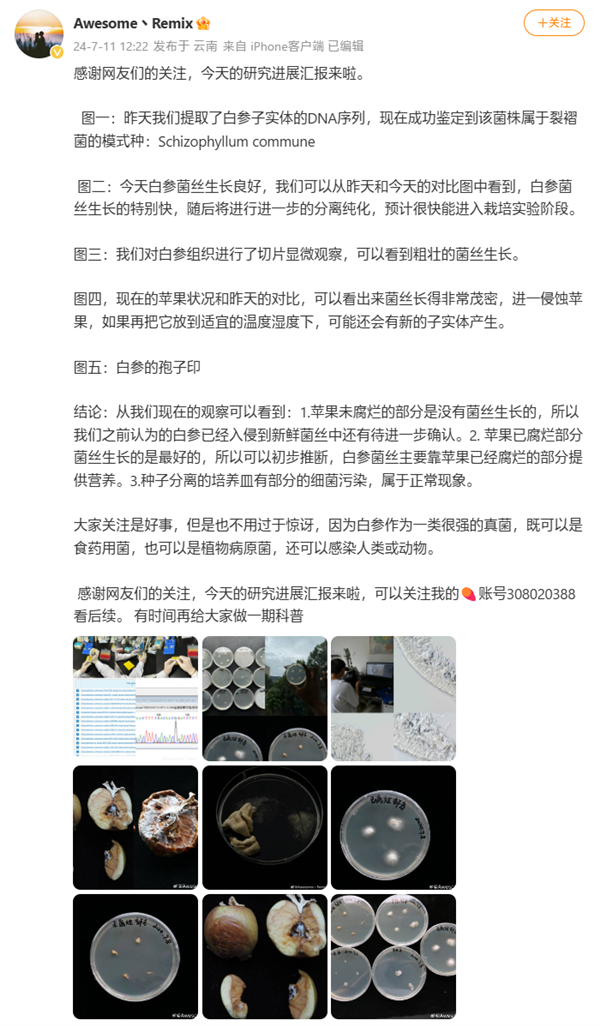 蘋果長出大蘑菇 中科院專家千里求購后匯報研究進展：白參在腐爛處生長