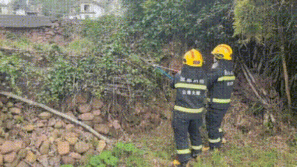 頂級掠食者！大理一小學附近發(fā)現(xiàn)眼鏡王蛇 消防提醒：別擅自抓