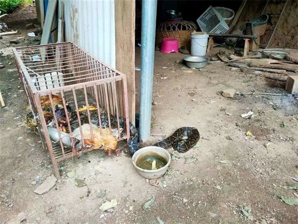 頂級掠食者！大理一小學附近發(fā)現(xiàn)眼鏡王蛇 消防提醒：別擅自抓