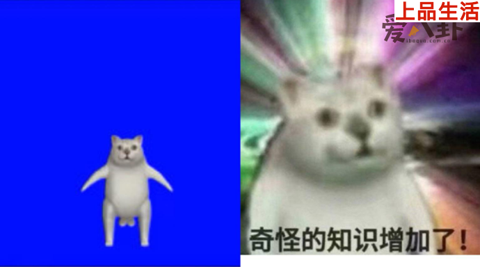 mur貓奇怪的知識(shí)增加了