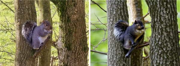 手機拍月亮自動P紋理和細節(jié)：AI會在照片上加什么東西
