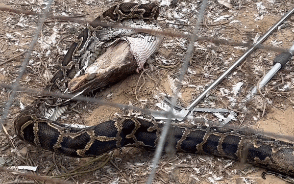 3米巨蟒溜入養(yǎng)殖場 被抓時打飽嗝吐出一只大鵝