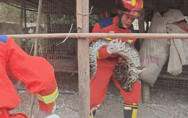 3米巨蟒溜入養(yǎng)殖場 被抓時打飽嗝吐出一只大鵝