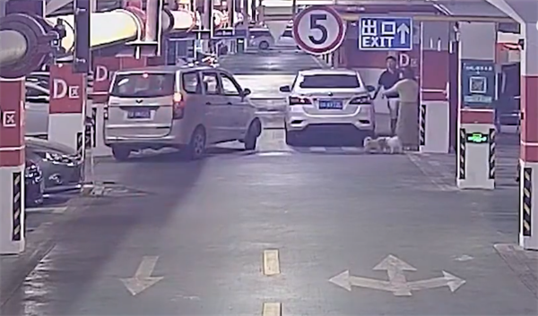 不拴繩 女子因狗竄入車底受傷持磚砸車砸人引熱議：官方回應(yīng)